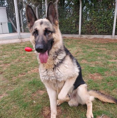 King – South Lincolnshire